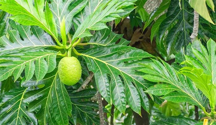 All parts of the chayote plant provide health benefits