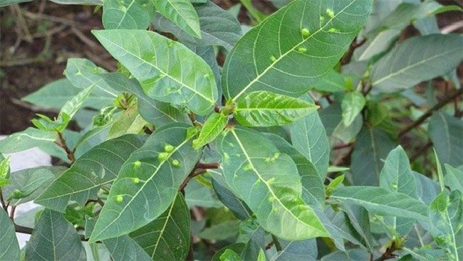 Fig leaves