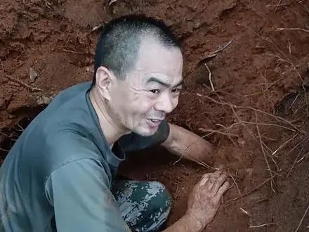 The elderly farmer found a gigantic termite mound and decided to dig it up to prevent harm to the trees.