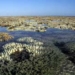 largest coral barrier reef in the world 4467