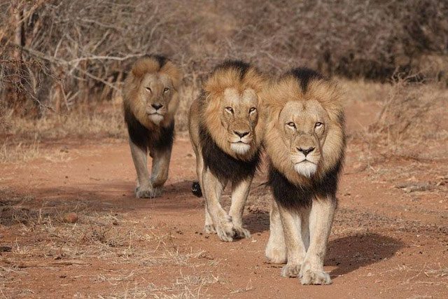 Young male lions will be driven from the pride and begin their wandering journey.