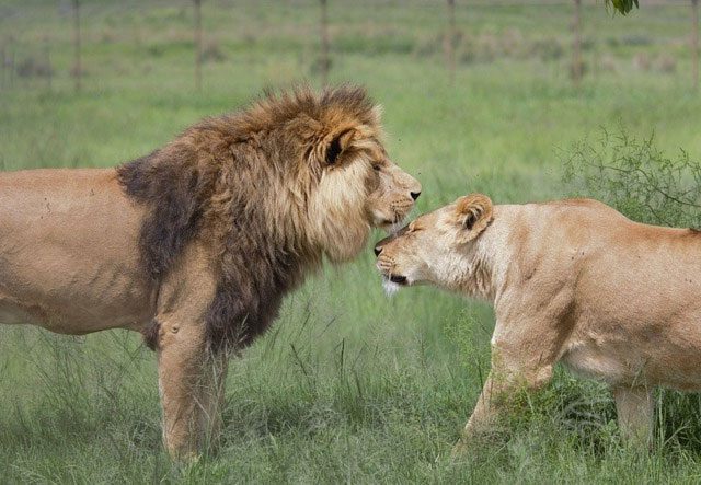 Male lions can indeed recognize their original pride after being driven out.