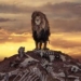 lion photo kieu hanh standing on a whole body like a classic scene in hollywood movie 114846