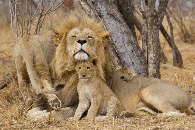 After 2 years, lion cubs are considered mature.