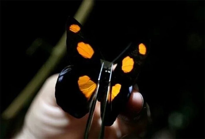 Butterflies are "very sensitive, even to small changes in the ecosystem."