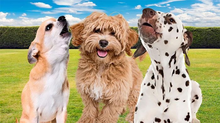 This tool uses AI to analyze dog barking sounds and identify dog breeds.