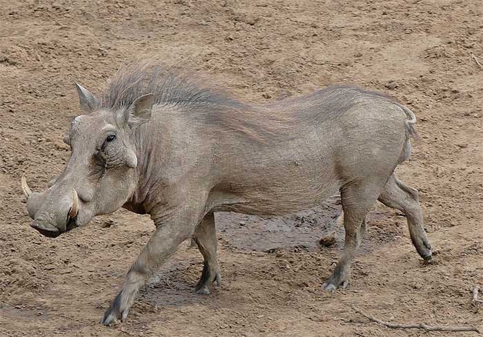 Warthog