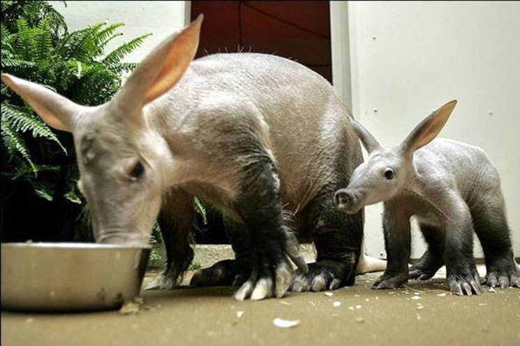 An aardvark can travel 16-30 km in one night to forage for food.