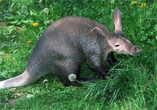 The aardvark has a mixed appearance of various species and is quite unappealing.