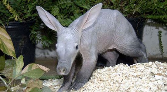 They are regarded as one of the most unusual mammals in the world.