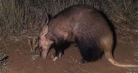 The aardvark is the sole representative of the order Tubulidentata