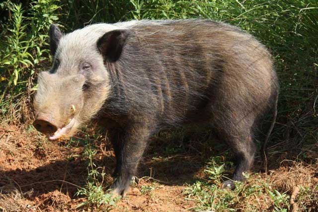 Masked Boar