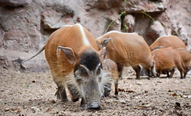 Red River Hog