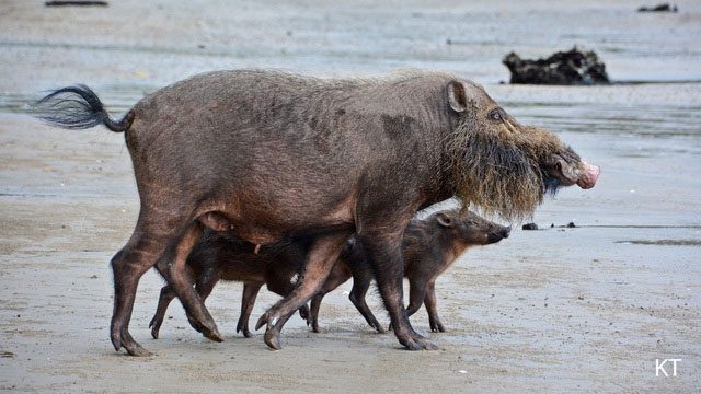 Bornean Bearded Pig