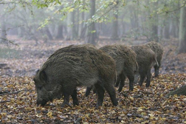 Eurasian Wild Boar