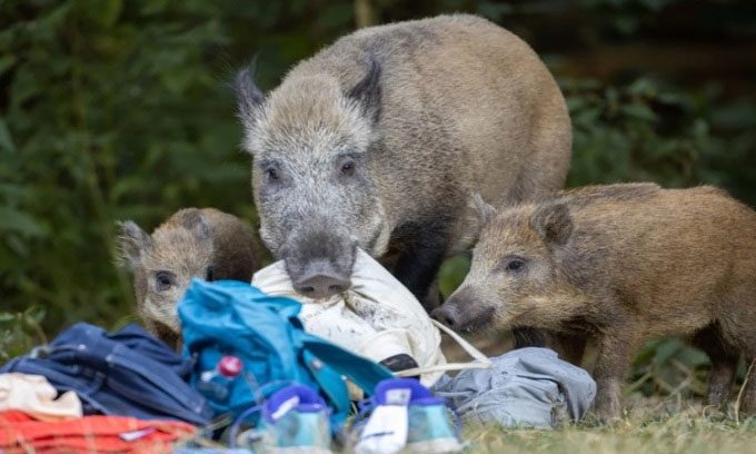 Wild boar rummaging through trash in Teufelssee, Germany.