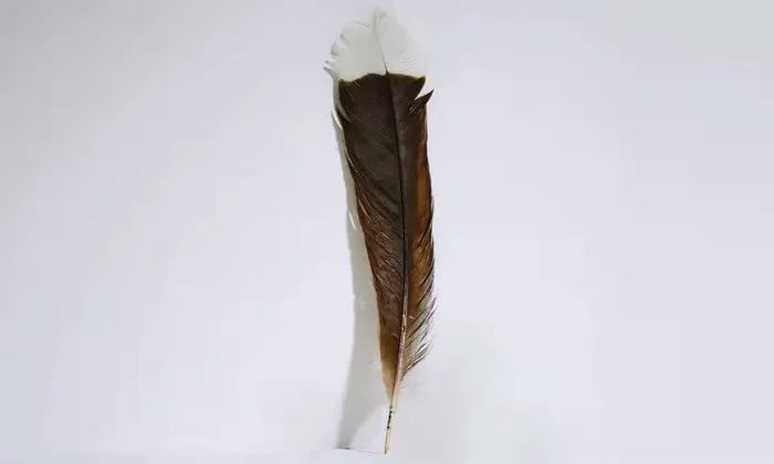 The Huia feather from New Zealand sold at a record price.