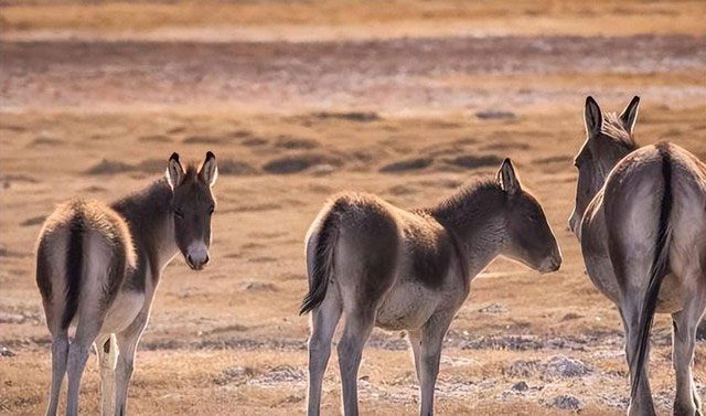 Wild donkeys typically inhabit open grasslands and desert regions.