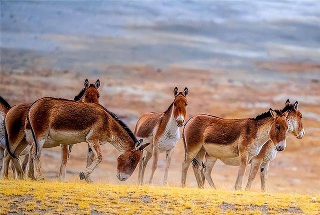 When attacked, wild donkeys will bite back for self-defense, causing wolves to be cautious.