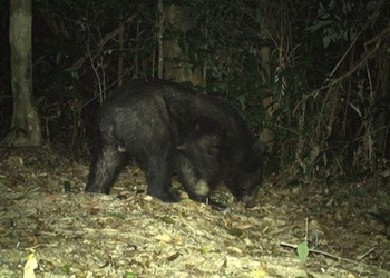 many endangered animals discovered at the dong chau khe nuoc trong nature reserve 135280