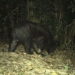 many endangered animals discovered at the dong chau khe nuoc trong nature reserve 135280