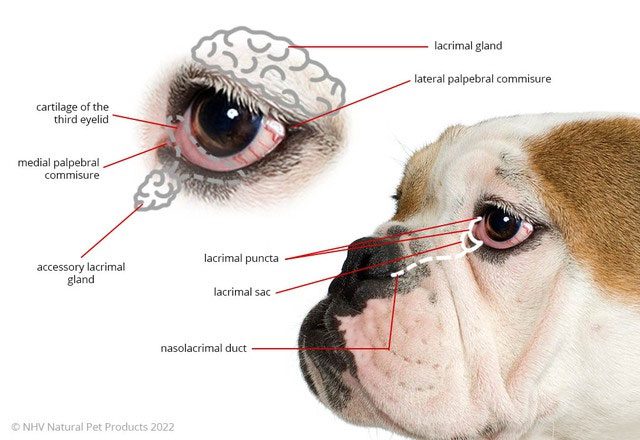 The third eyelid functions similarly to the upper and lower eyelids.