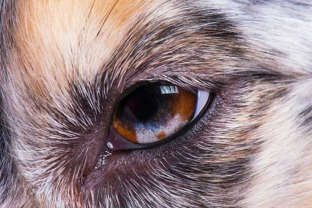 Many animal species, including pets, possess a third eyelid.