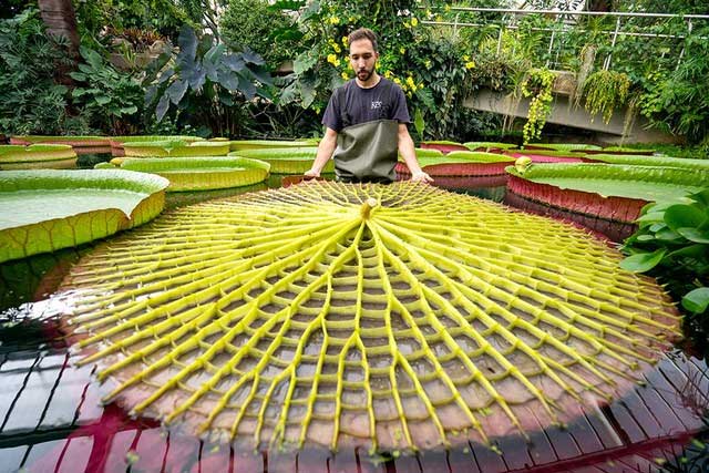 Underside of the giant water lily