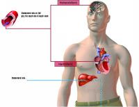 Blood fat primarily exists in two forms: cholesterol and triglycerides.