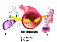 Many factors affect cholesterol levels in the blood.