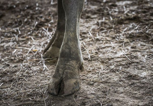 Herbivores often have hard hooves.