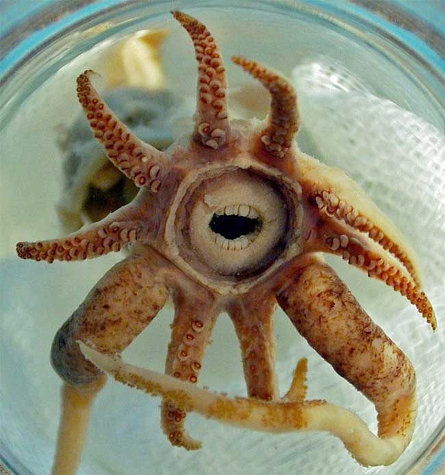 Promachoteuthis Sulcus