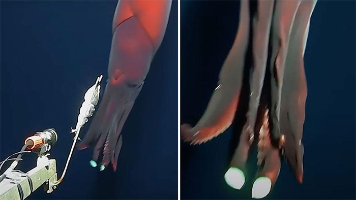 Vampire squid attacks camera mistaking it for prey.