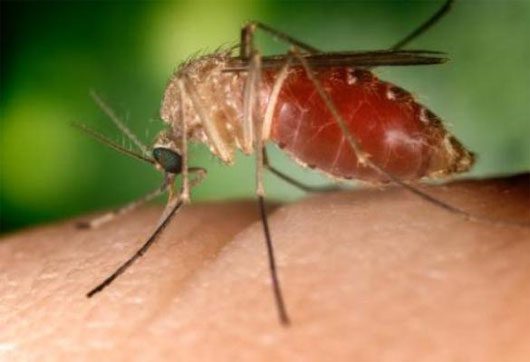 Some people with thin skin or blood type O become preferred targets for mosquitoes.