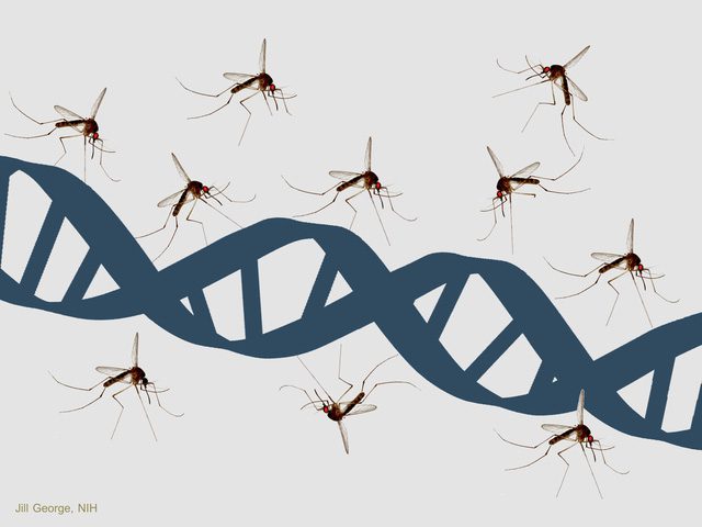 85% of the reason someone gets bitten by mosquitoes more relates to genetic traits.