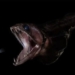 mysterious fish can swallow prey up to 10 times its own size 134084