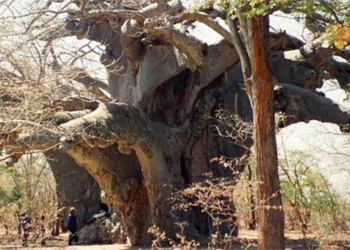 mystery plant thousand year old in africa dies 93035