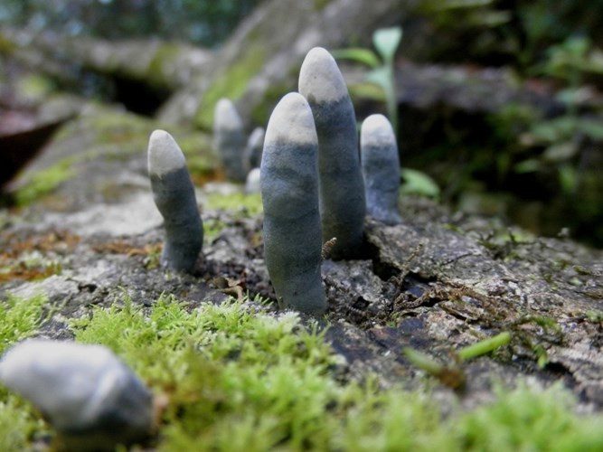 This saprobic fungus is commonly found on decaying wood in forests.