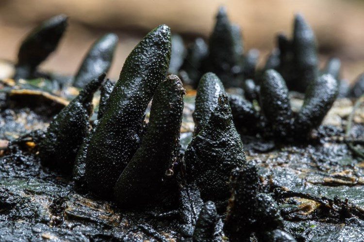 At the end of its life cycle, the Dead Man’s Finger mushroom turns black and begins to decay.