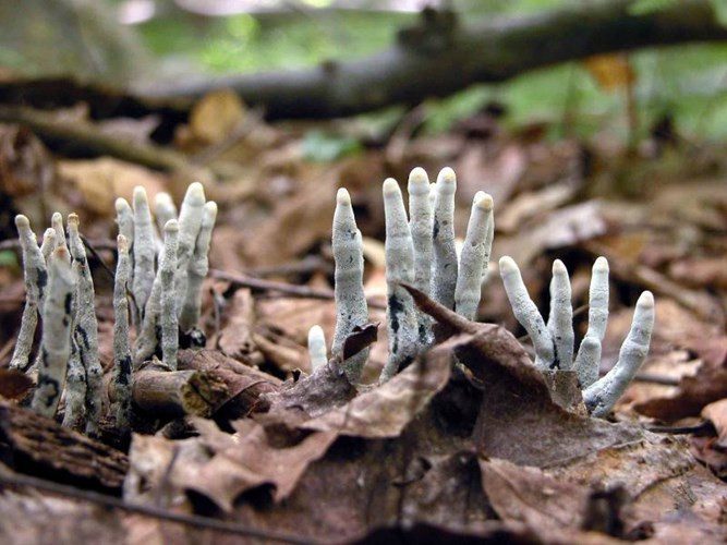 The Dead Man’s Finger mushroom grows in its early stage under the dry leaf litter in the forest.