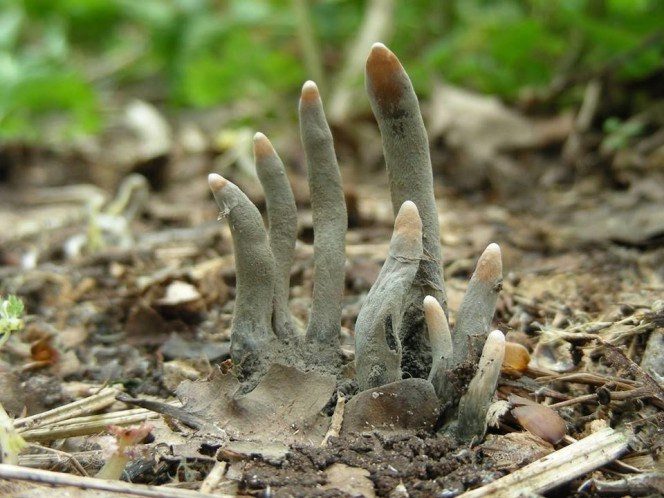 Image of the Dead Man’s Finger mushroom.