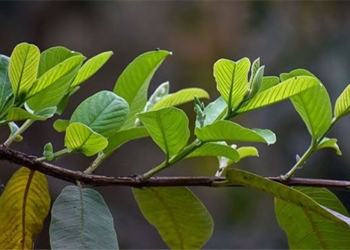 natural diarrhea medicine from young bitter gourd 129717