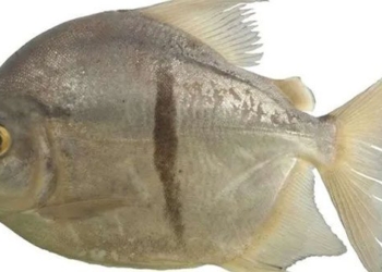 new fish species named after character in the buddhist canon of the 134913