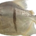 new fish species named after character in the buddhist canon of the 134913