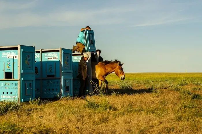 Przewalski horses released in the steppes of Arkalyk, Kazakhstan, on June 4, 2024.