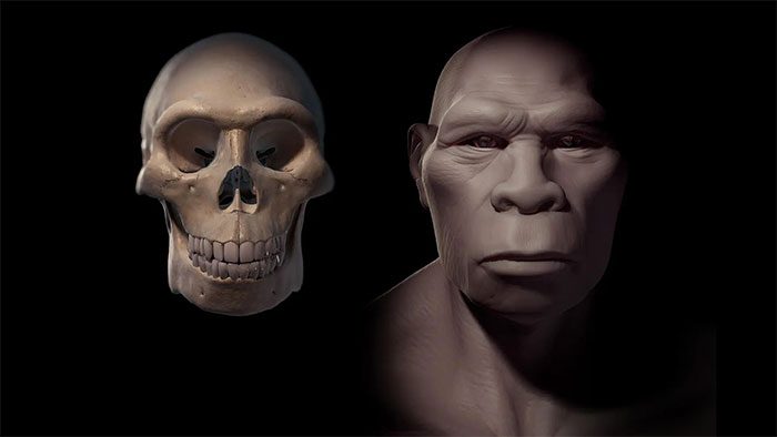 Homo erectus, a different human species but within the same genus as us