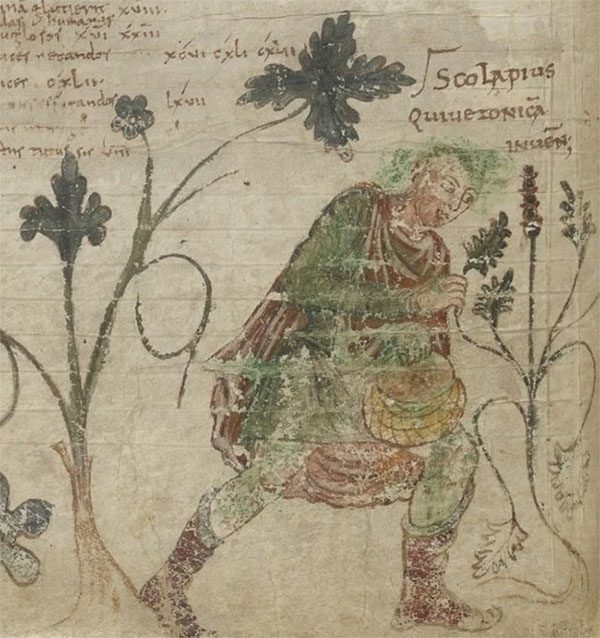 A person gathering herbs in the Medieval period.