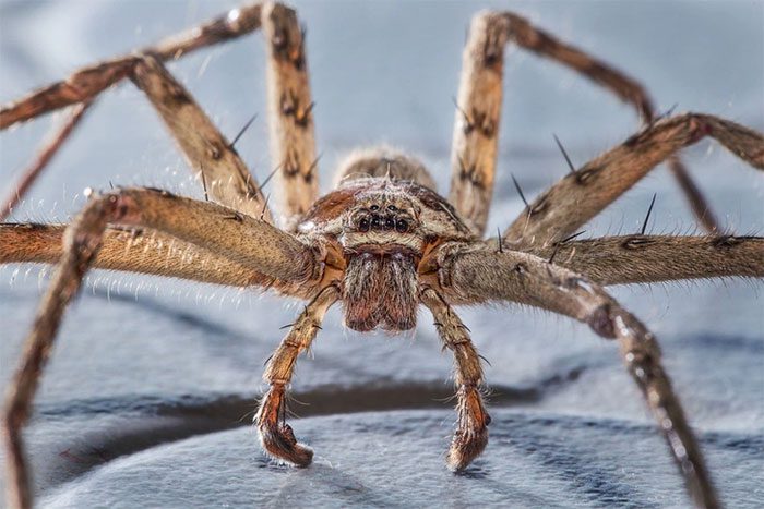 Huntsman Spider