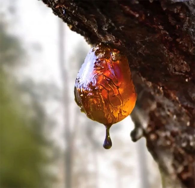 Fossilized resin from coniferous trees can turn into amber over millions of years.