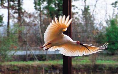 Red-crowned Crane - Nipponia nippon in captivity at a zoo